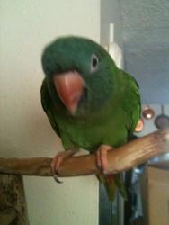 Lost Unknown Bird last seen Costa Serena, Oceanside, CA 92056