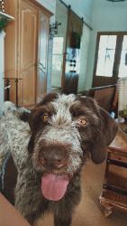 Reunited Female Dog last seen cork this tap that, Montgomery, TX 77356