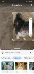 Reunited Male Dog last seen S. LINCOLN and D street, Corona, CA 92882