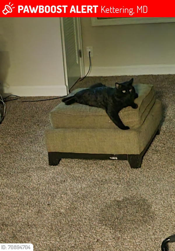 Lost Male Cat last seen Picnic area 3, Kettering, MD 20774