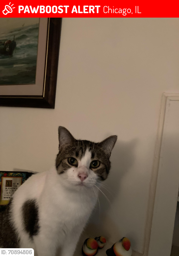 Lost Female Cat last seen Washtenaw&Hollywood, Chicago, IL 60659