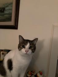 Lost Female Cat last seen Washtenaw&Hollywood, Chicago, IL 60659