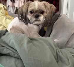 Lost Male Dog last seen Alcove, Wolfforth, TX 79382