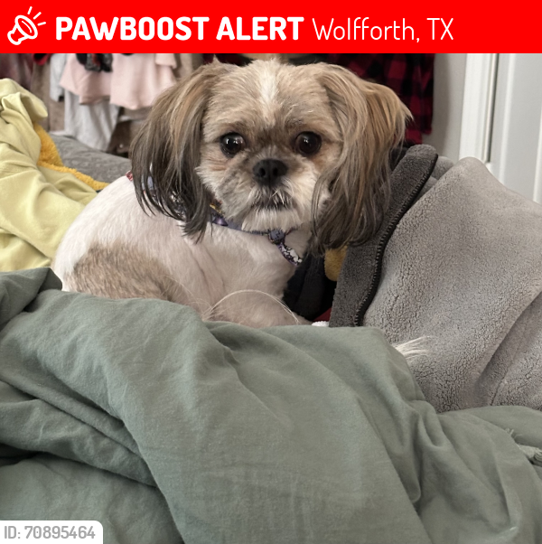 Lost Male Dog last seen Alcove, Wolfforth, TX 79382