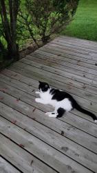 Lost Male Cat last seen Lucille Ln. Conroe TX, Conroe, TX 77384