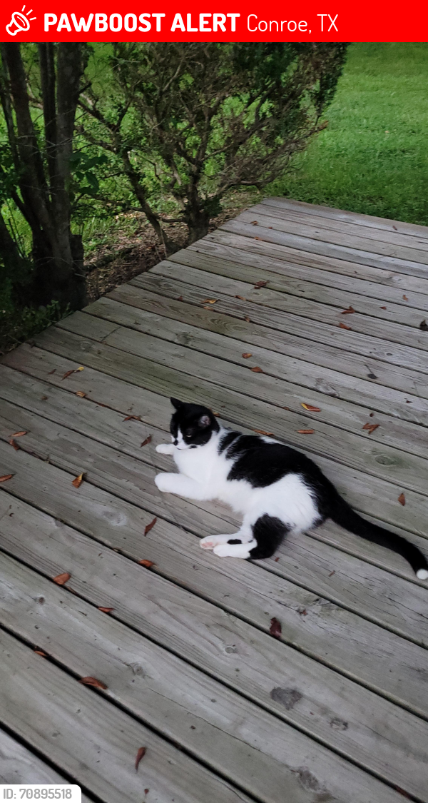 Lost Male Cat last seen Lucille Ln. Conroe TX, Conroe, TX 77384