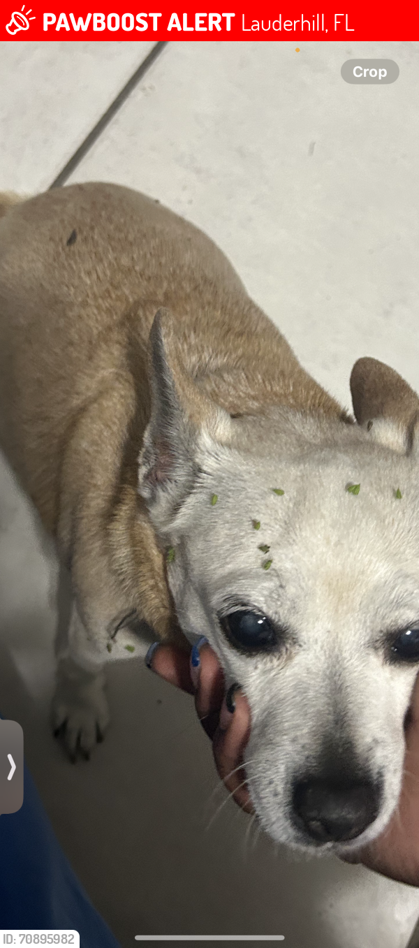 Lost Female Dog last seen Eon, Lauderhill, FL 33351
