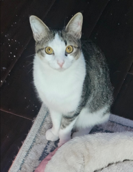 Lost Male Cat last seen Meadow Creek, Fort Worth, TX 76123