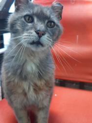 Lost Male Cat last seen Main street and wall street King, NC, King, NC 27021