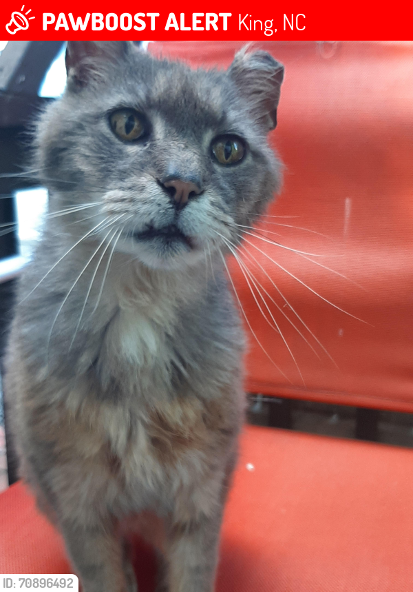 Lost Male Cat last seen Main street and wall street King, NC, King, NC 27021