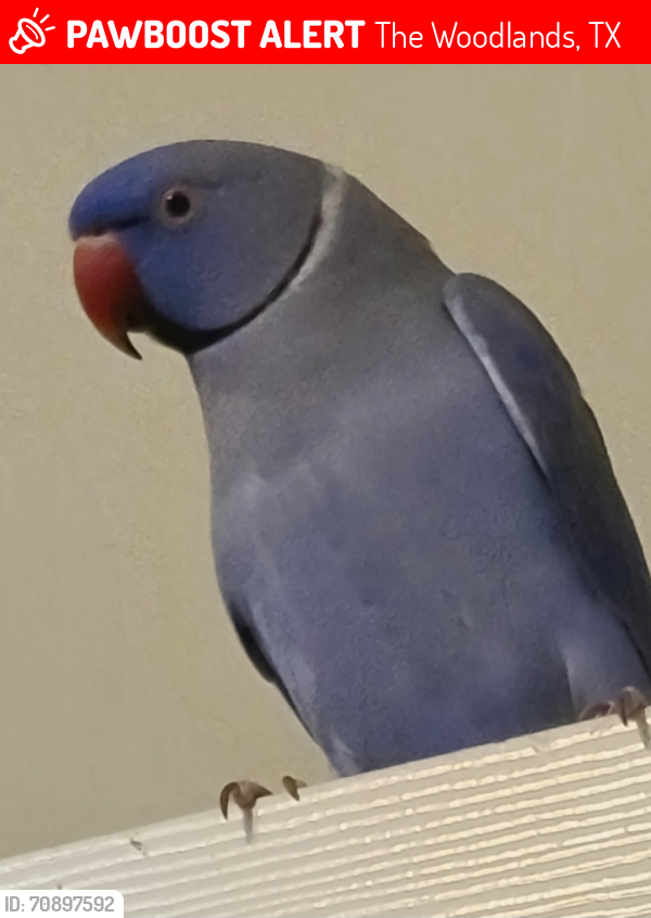 Lost Male Bird last seen Near & 242, Conroe, TX 77384