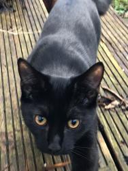 Lost Male Cat last seen Gorse Crescent (near Lancashire Cricket Club), Stretford, England M32 0UQ