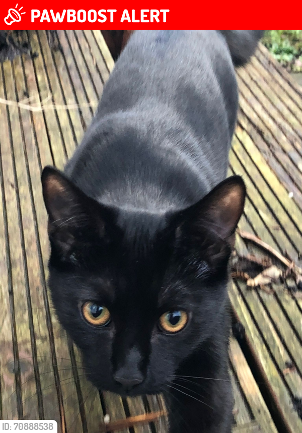 Lost Male Cat last seen Gorse Crescent (near Lancashire Cricket Club), Stretford, England M32 0UQ