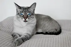 Lost Female Cat last seen Hwy 621 Gonzales LA near Hwy 932 ( Roddy Road) Mire Road areas, Gonzales, LA 70737