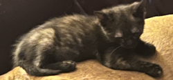 Lost Female Cat last seen Kingsbury rd Durham NC, Durham, NC 27712