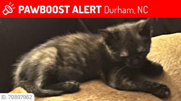 Lost Female Cat last seen Kingsbury rd Durham NC, Durham, NC 27712