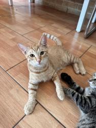 Lost Male Cat last seen Henderson Pass and Turkey Point in San Antonio , San Antonio, TX 78232