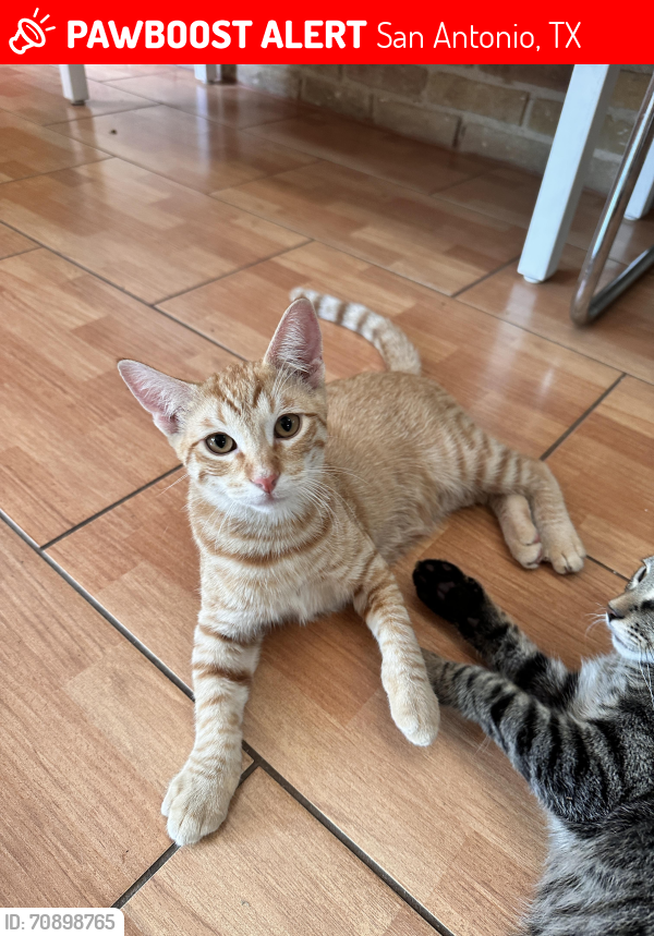 Lost Male Cat last seen Henderson Pass and Turkey Point in San Antonio , San Antonio, TX 78232