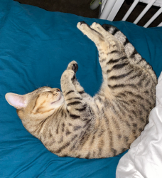 Lost Male Cat last seen Larkin , Roseville, CA 95661