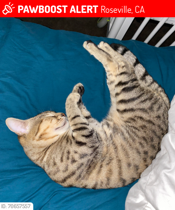 Lost Male Cat last seen Larkin , Roseville, CA 95661