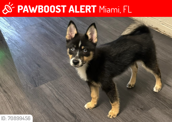 Lost Male Dog last seen Near nw 29th ave , Miami, FL 33147