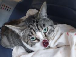 Lost Male Cat last seen TLC Vetinary Clinic parking lot , Corning, NY 14830