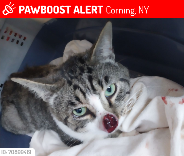 Lost Male Cat last seen TLC Vetinary Clinic parking lot , Corning, NY 14830