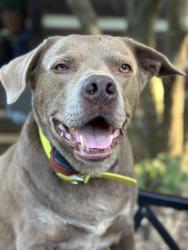 Reunited Male Dog last seen Boyd’s Creek Hwy at Canaway Way, Sevierville, TN 37764