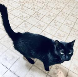 Lost Male Cat last seen Last seen in alley of block bordered by 21st and 20th Streets and W Rogers and W Burnham., Milwaukee, WI 53204