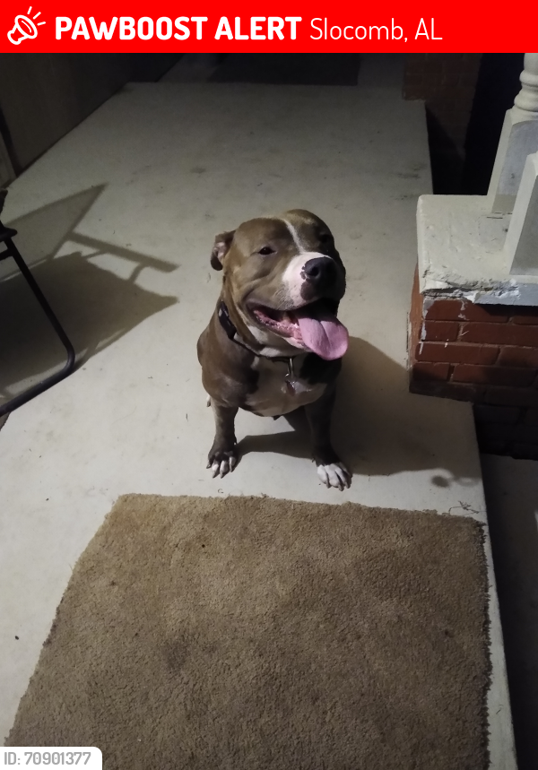 Lost Male Dog last seen Fadette, Slocomb, AL 36375