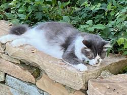 Lost Male Cat last seen Burton Hills Boulevard & Cumberland Place, Nashville, TN 37215