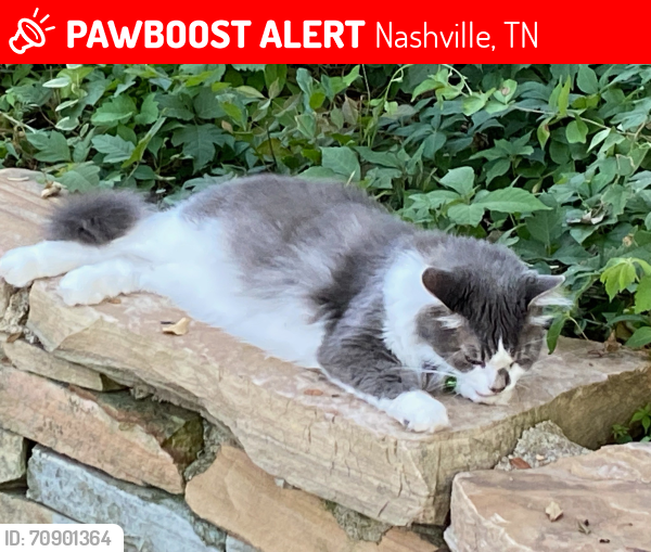 Lost Male Cat last seen Burton Hills Boulevard & Cumberland Place, Nashville, TN 37215