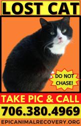 Lost Female Cat last seen West Sugar Creek Rd/Christenbury Rd, Charlotte, NC 28269