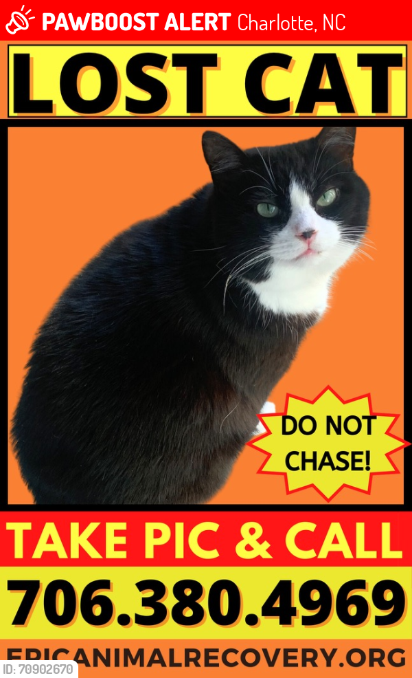 Lost Female Cat last seen West Sugar Creek Rd/Christenbury Rd, Charlotte, NC 28269