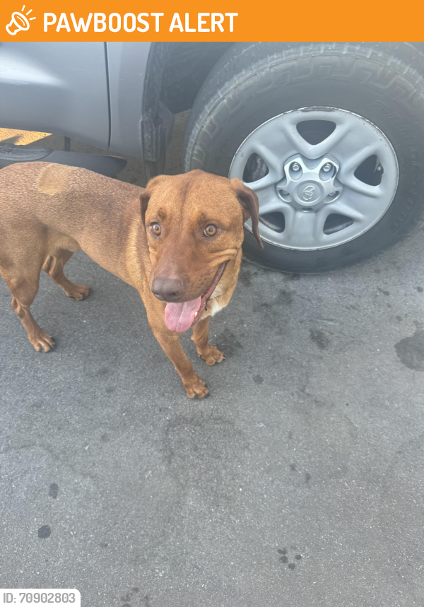 Found/Stray Male Dog last seen Near front beach rd, Panama City Beach, FL 32407