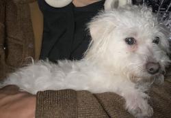 Reunited Male Dog last seen 91st and Buffalo , Chicago, IL 60617