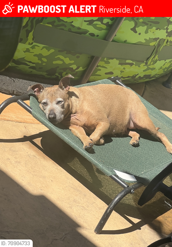Lost Female Dog last seen Circle inn motel, Riverside, CA 92509