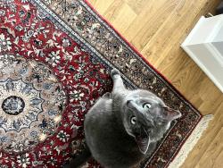 Lost Male Cat last seen Maranatha & Town Drive, Saint Thomas, PA 17252