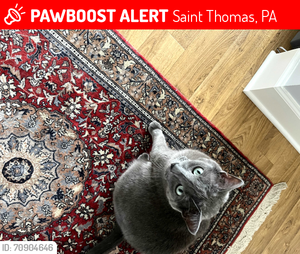 Lost Male Cat last seen Maranatha & Town Drive, Saint Thomas, PA 17252