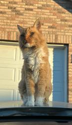 Lost Male Cat last seen Telford & morris, Lemay, MO 63125