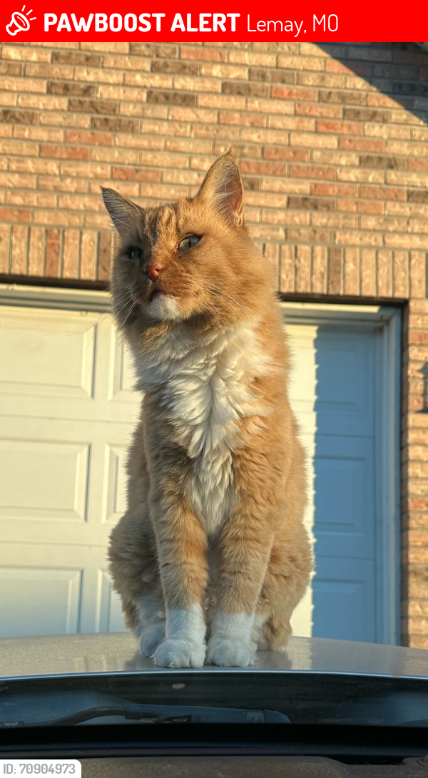Lost Male Cat last seen Telford & morris, Lemay, MO 63125