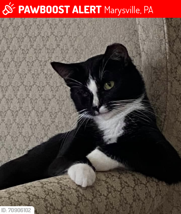 Lost Female Cat last seen Verbeke and Landsvale, Marysville, PA 17053