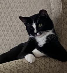 Lost Female Cat last seen Verbeke and Landsvale, Marysville, PA 17053