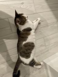 Lost Female Cat last seen By the corner of the road, West Palm Beach, FL 33415