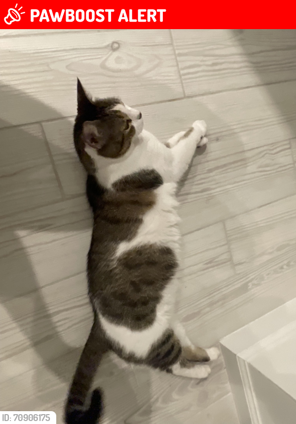 Lost Female Cat last seen By the corner of the road, West Palm Beach, FL 33415