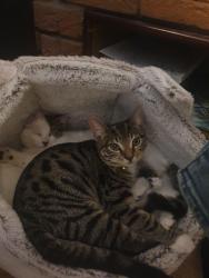 Lost Male Cat last seen Cromwell Road, St Neots, England PE19