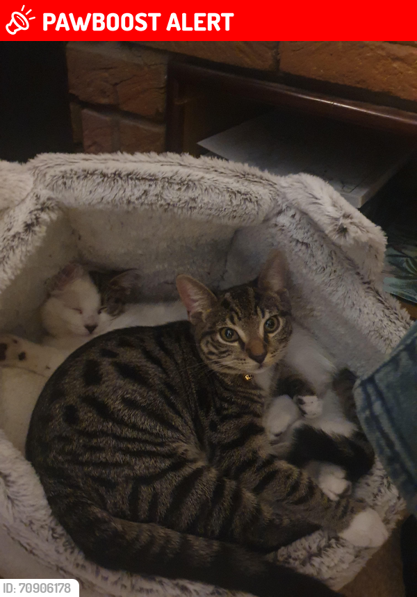 Lost Male Cat last seen Cromwell Road, St Neots, England PE19