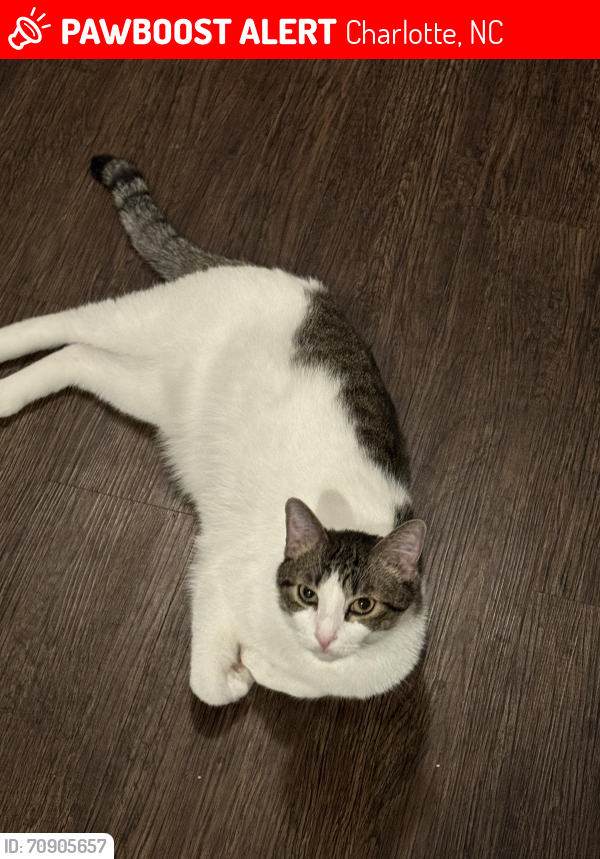 Lost Male Cat last seen Evans Woods Community - Near Albermarle Rd / Harrisburg Road Park, Charlotte, NC 28215