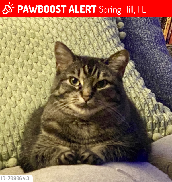 Lost Female Cat last seen Danforth Road near Laredo and Waterfall Dr. Spring Hill, FL, Spring Hill, FL 34608