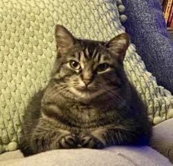 Lost Female Cat last seen Danforth Road near Laredo and Waterfall Dr. Spring Hill, FL, Spring Hill, FL 34608